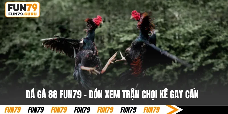 Đá gà 88 tại FUN79